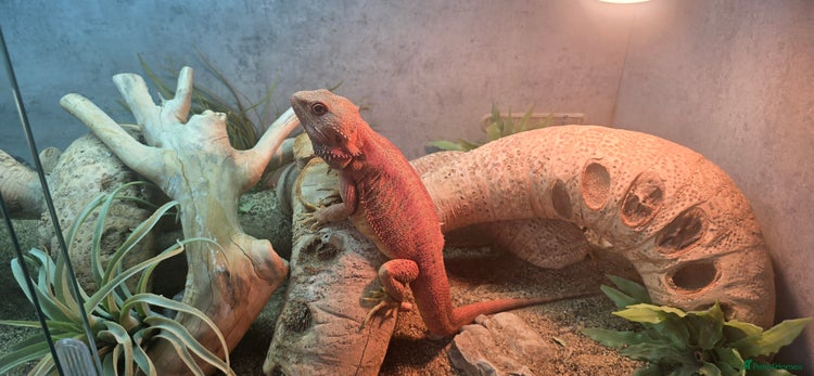 Bearded Dragon reptiles Bearded Dragon, Modern 4ft Vivarium Complete Setup - Advert 1