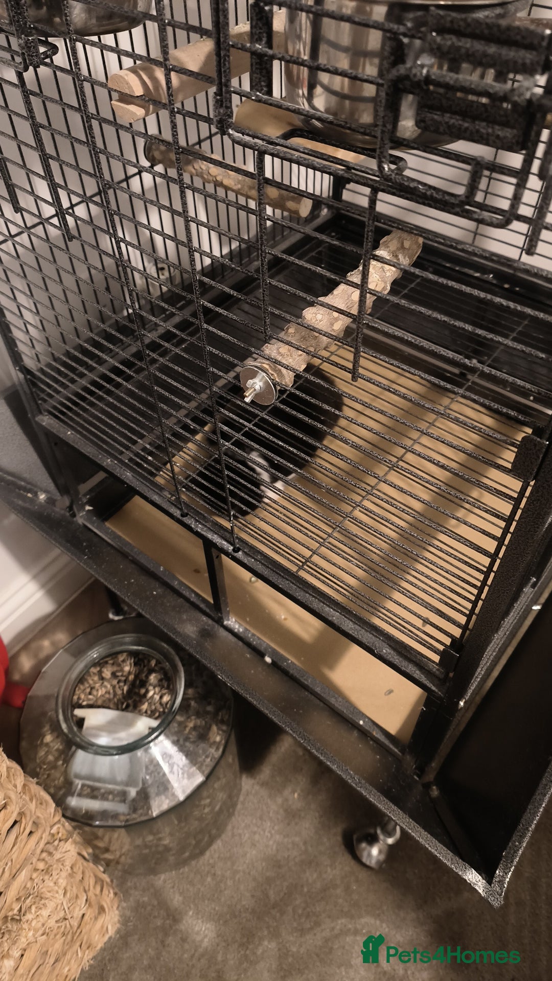 Domestic Shorthair cats for sale: Domestic Kittens - Advert 6