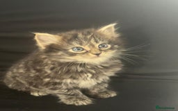Mixed Breed cats for sale: Beautiful kittens  - Image 8