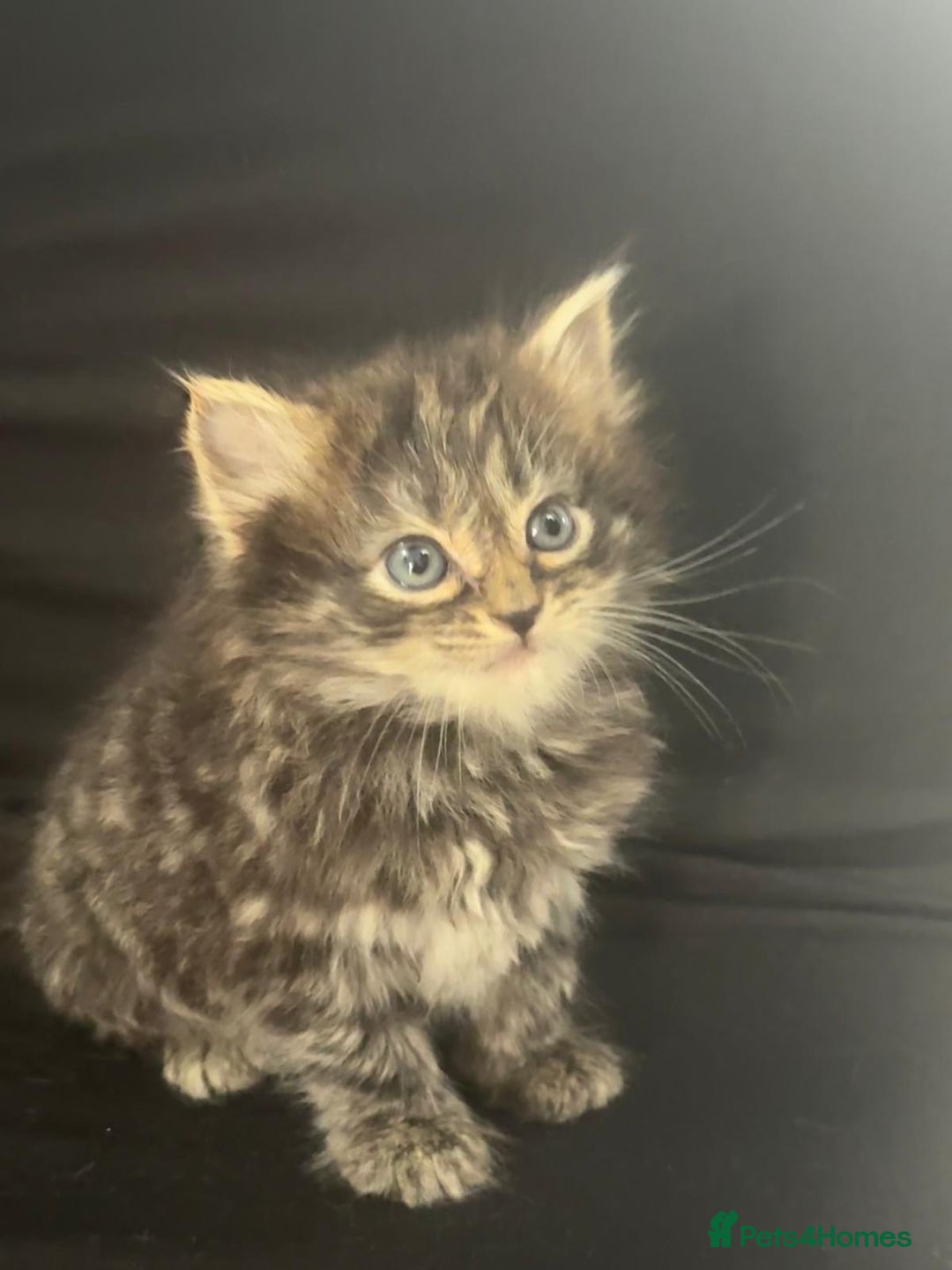 Mixed Breed cats for sale: Beautiful kittens  - Image 8