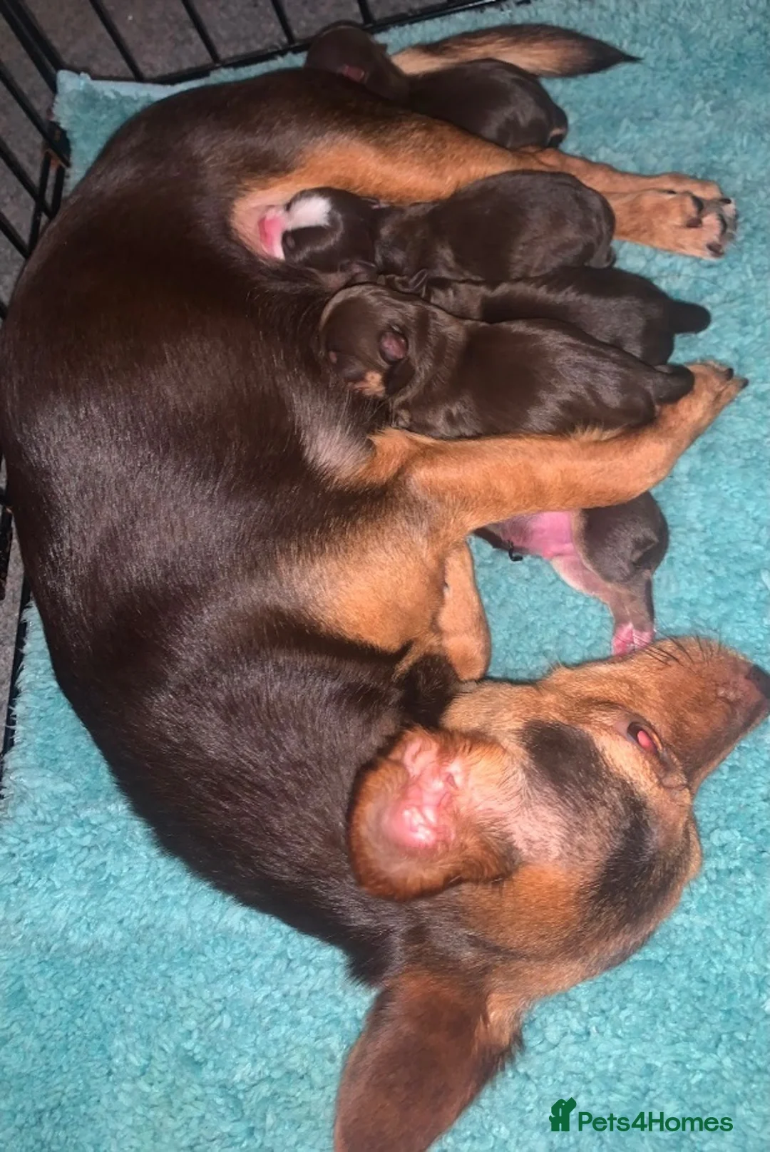 Chihuahua dogs for sale: Beautiful chihuahua puppys - Advert 2