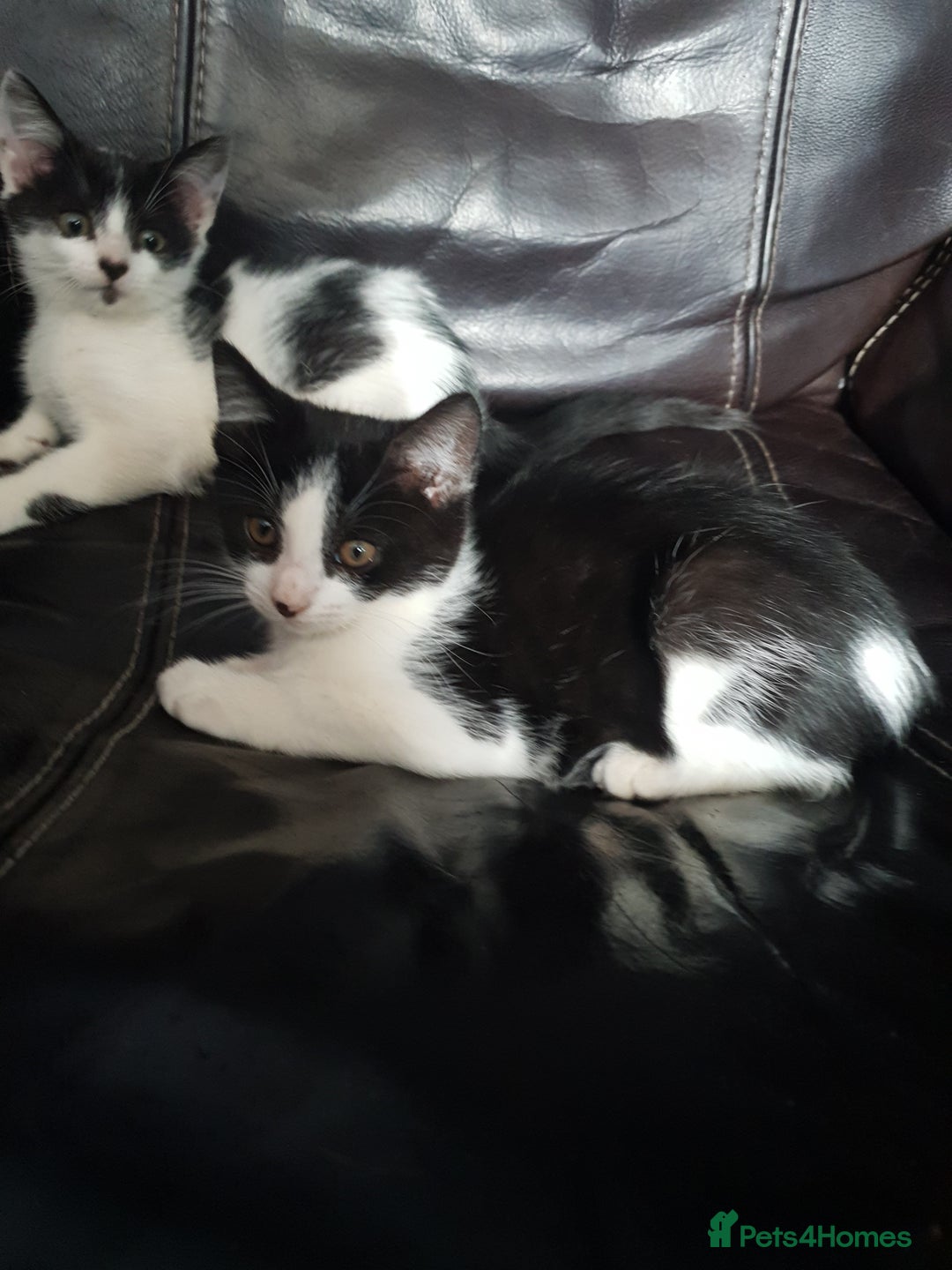 British Shorthair cats for sale: Beautiful kittens for sale  - Image 16