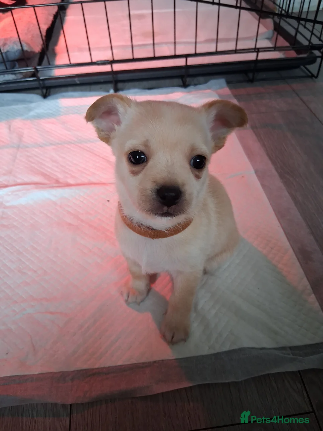 Mixed Breed dogs for sale: Jack Russel X Chihuahua Puppies  - Advert 6