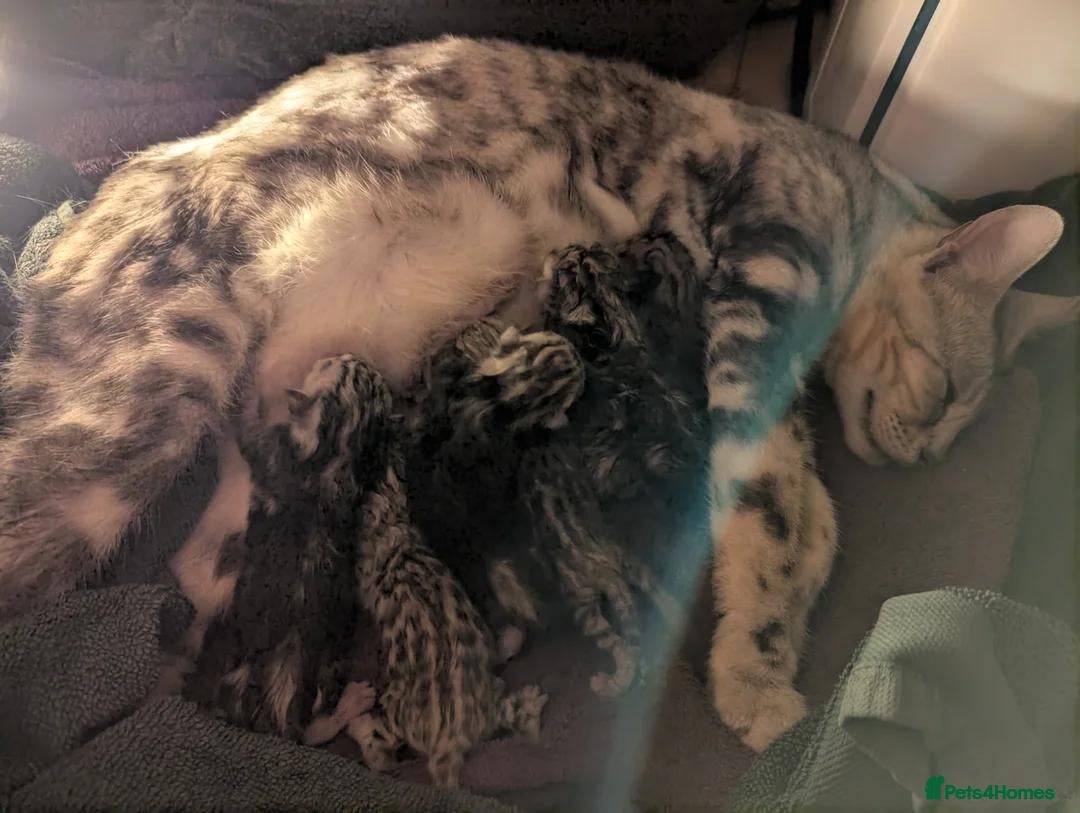 Bengal cats TICA Marble Bengal Kittens, Health Tested - Advert 1
