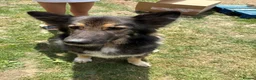 German Shepherd dogs for sale: Beautiful German Shepherd puppies for sale in Stanford-le-Hope - Advert 8