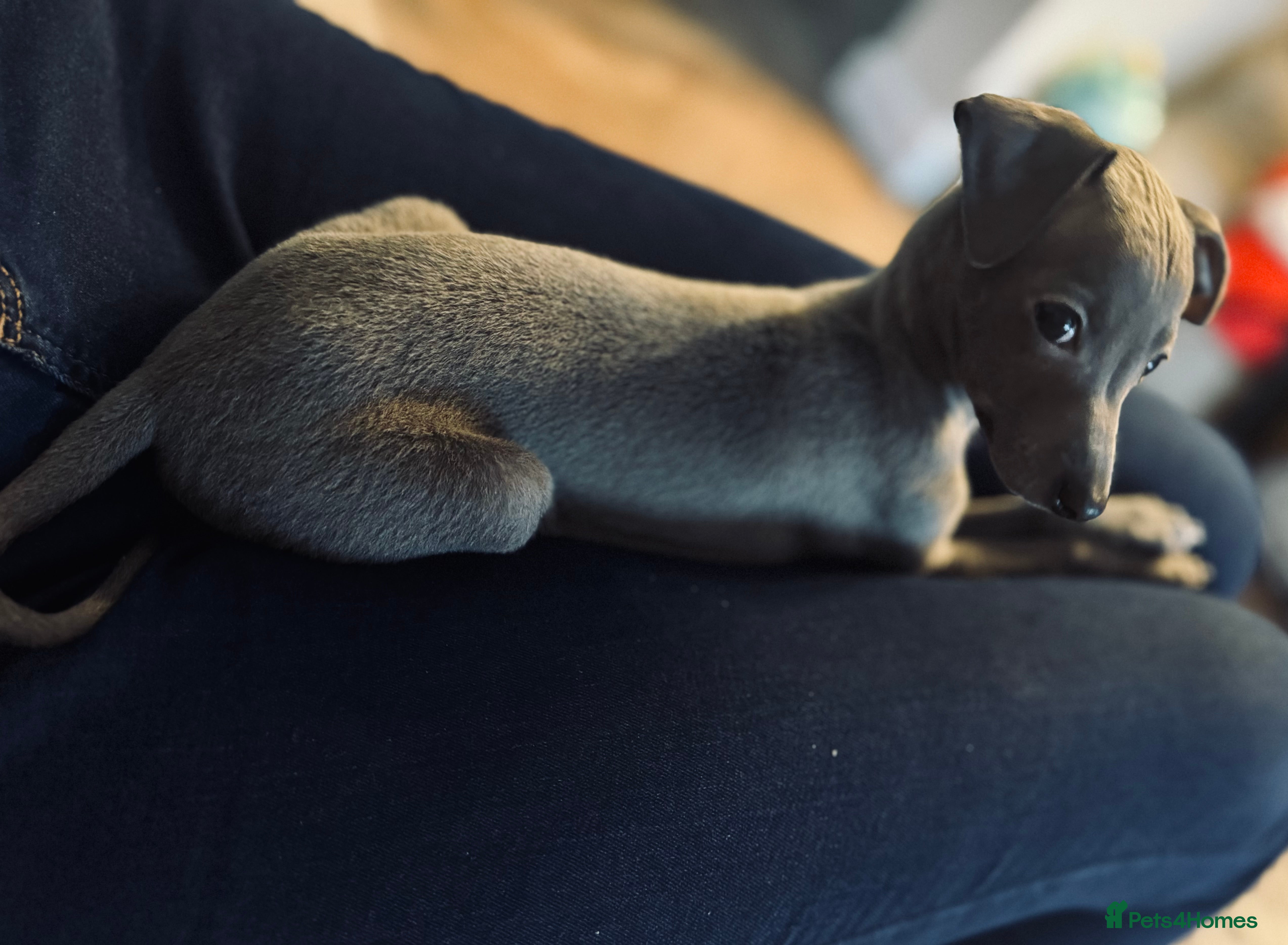 Italian Greyhound dogs Unfortunate resale due to allergies - Advert 1