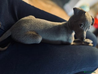 Italian Greyhound dogs Unfortunate resale due to allergies - Advert 1