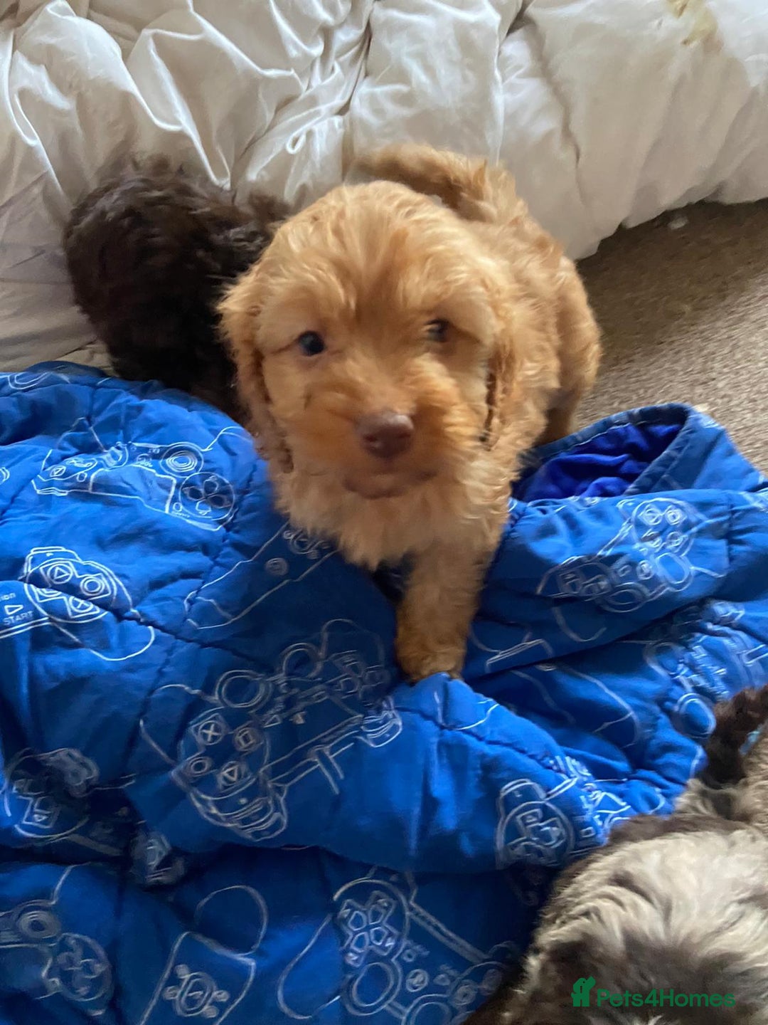 Cockapoo dogs for sale: Cockapoo puppies - Advert 6