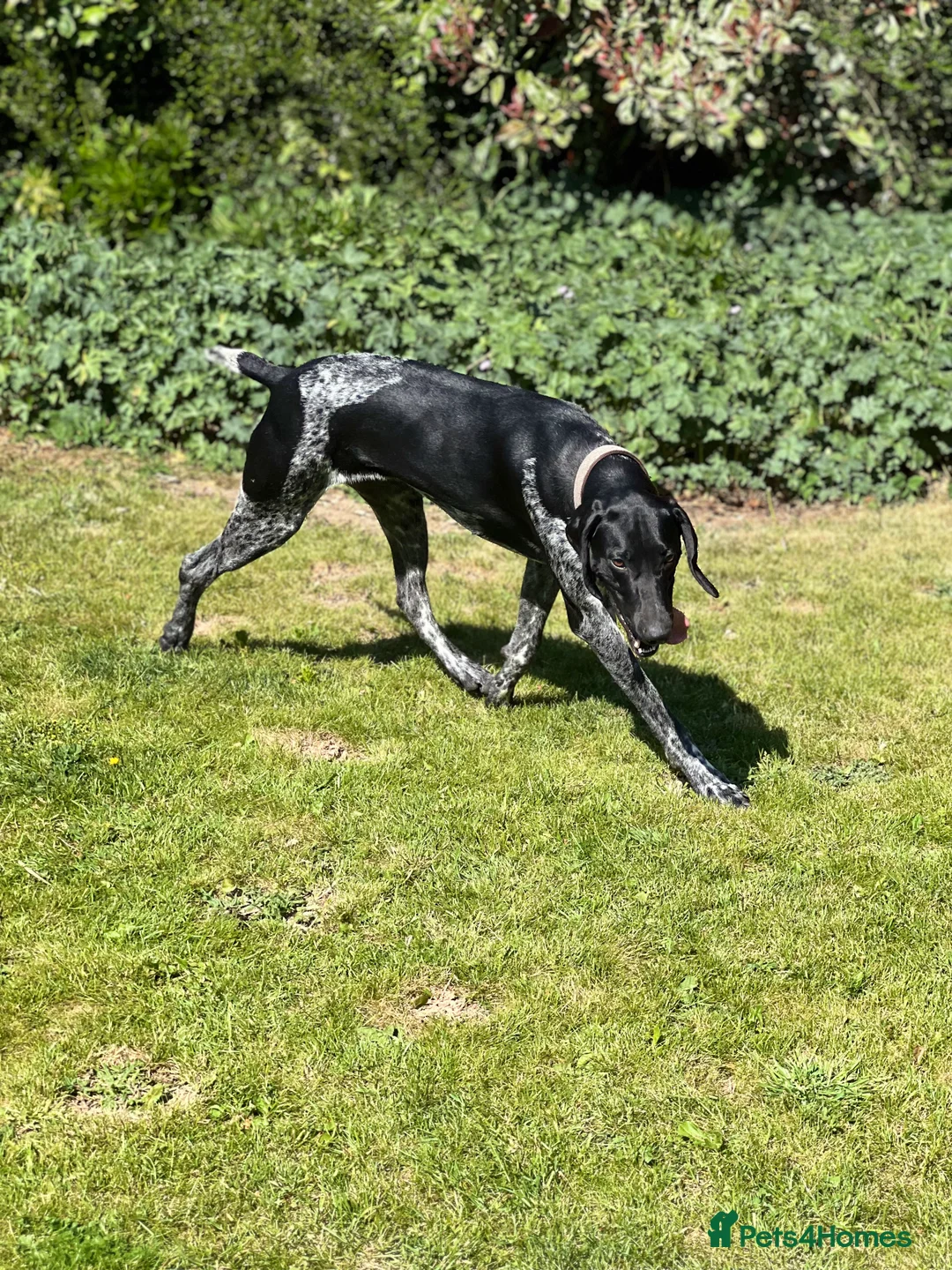 German Shorthaired Pointer dogs for stud: KC Reg German Shorthair Pointer for Stud in Bridlington - Advert 5