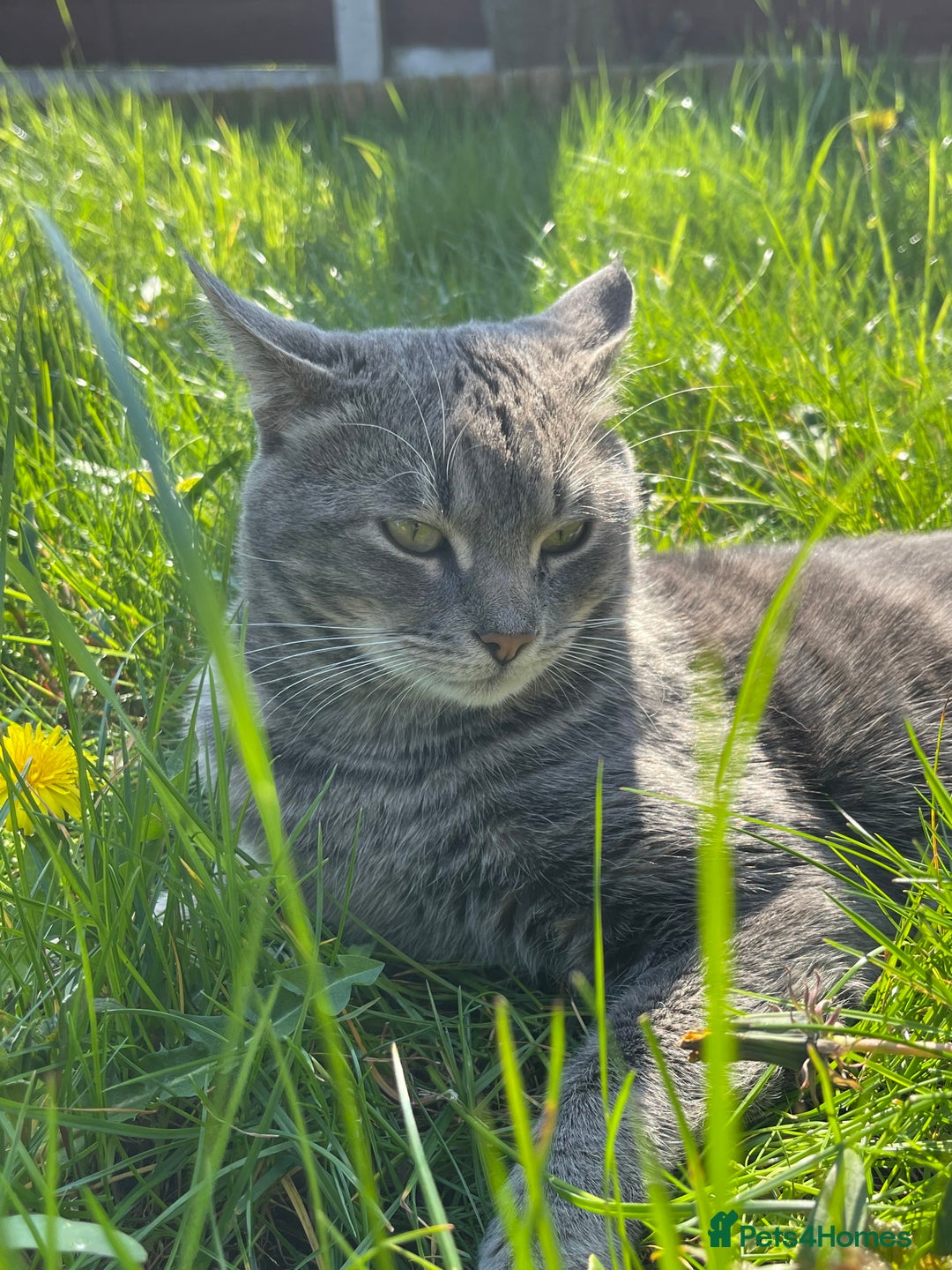 American Shorthair cats for sale: Tabby cat - Advert 2