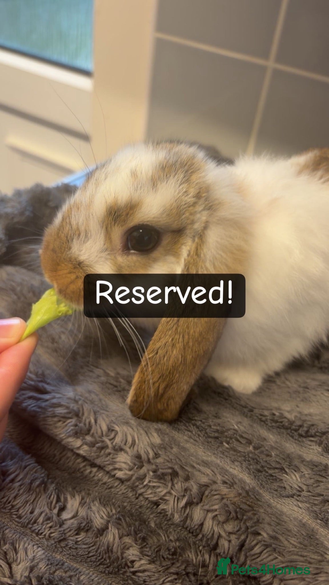 Mini Lop rabbits Baby bunnies  - Advert 10