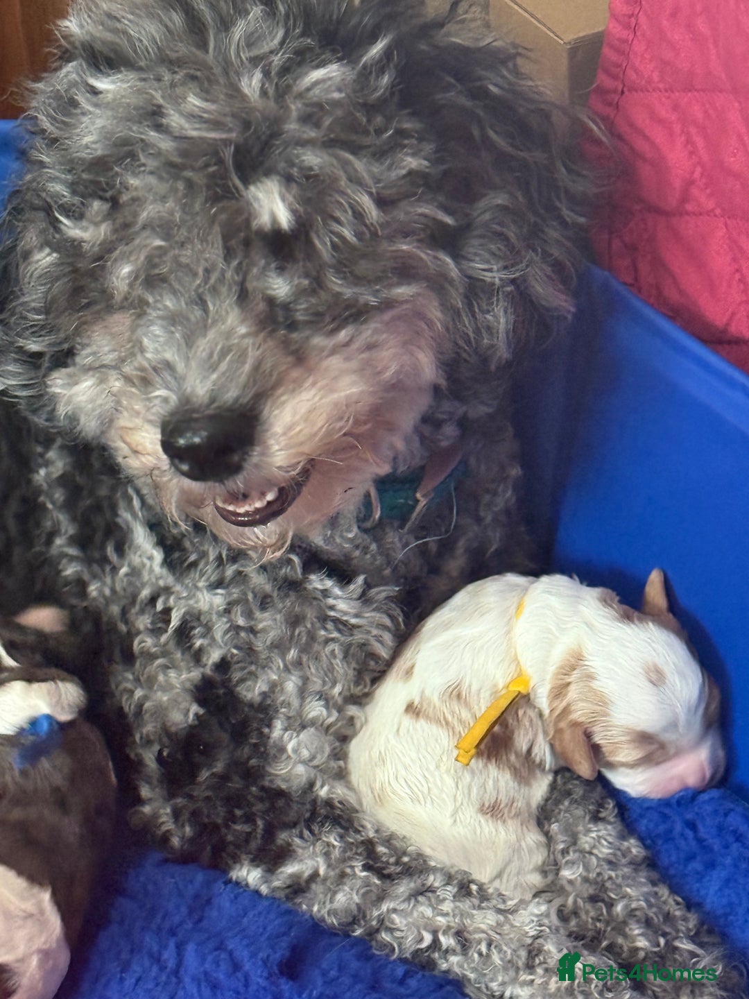 Cavapoo dogs for sale: Extensively health tested stunning cavapoo’s - Image 6