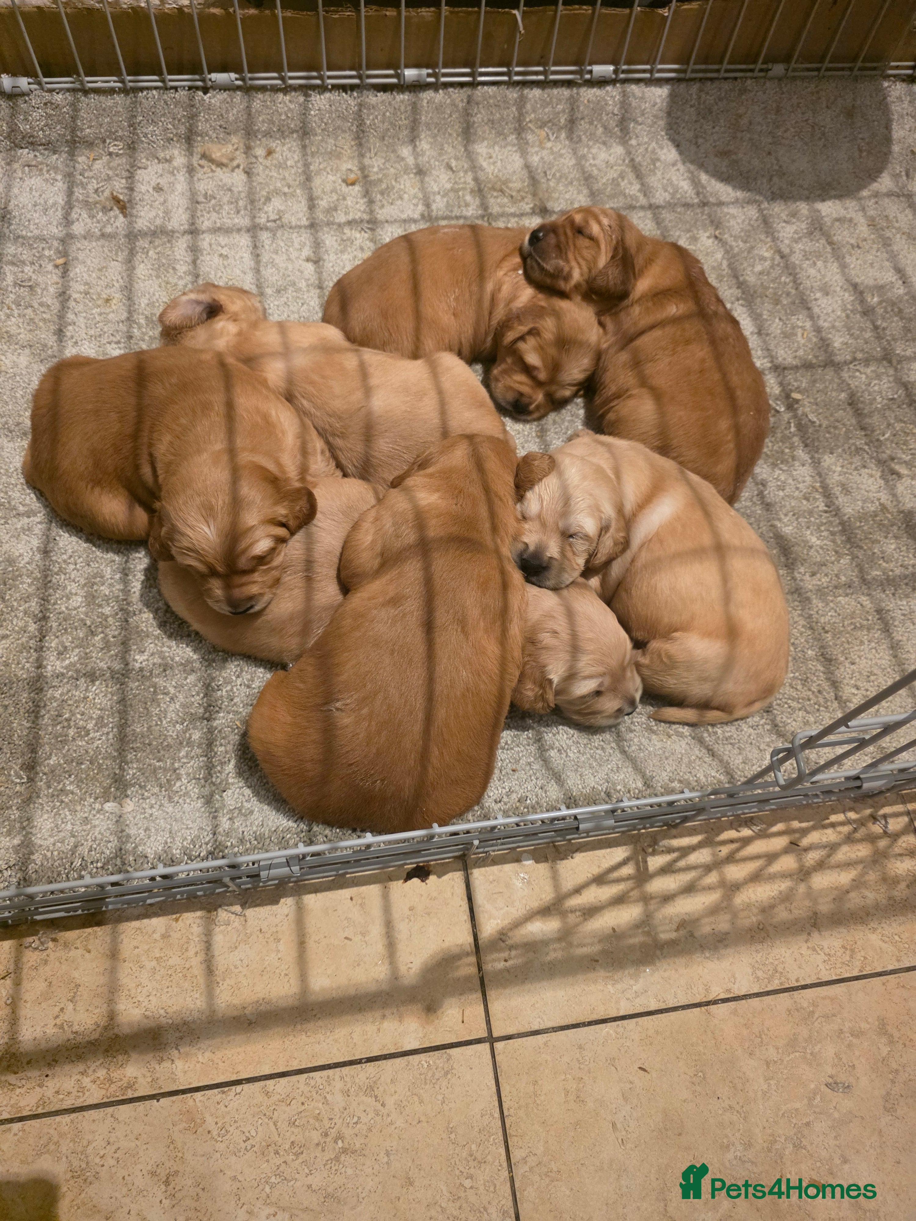 Golden Retriever dogs Kc registered red boys available  - Advert 6