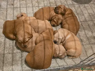 Golden Retriever dogs Kc registered red boys available - Advert 6