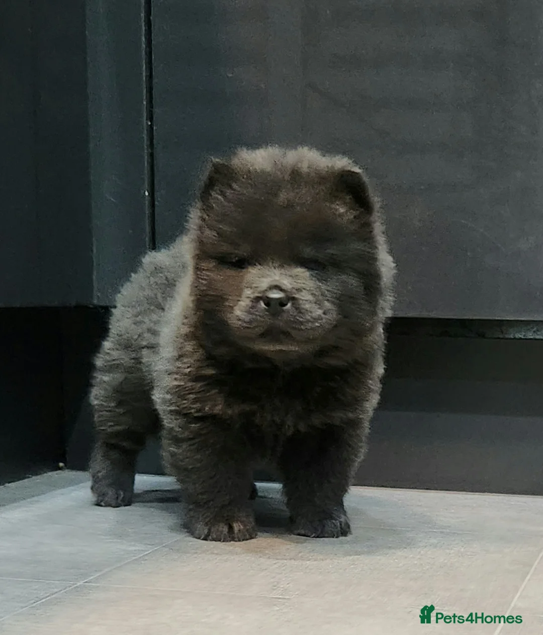 Chow Chow dogs for sale: Chow chow pedigree pups REDUCED!! - Advert 35