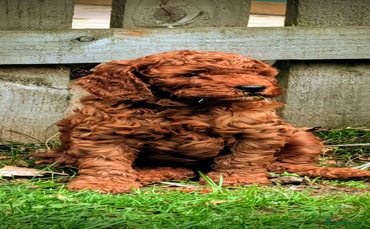 Goldendoodle dogs - Advert 16
