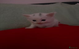 Norwegian Forest Cat cats for sale: Norwegian forest with Turkish Angora - Image 10
