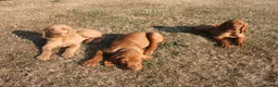 Hungarian Vizsla dogs for sale: Wirehaired Hungarian Vizsla Pups in Malton - Advert 2
