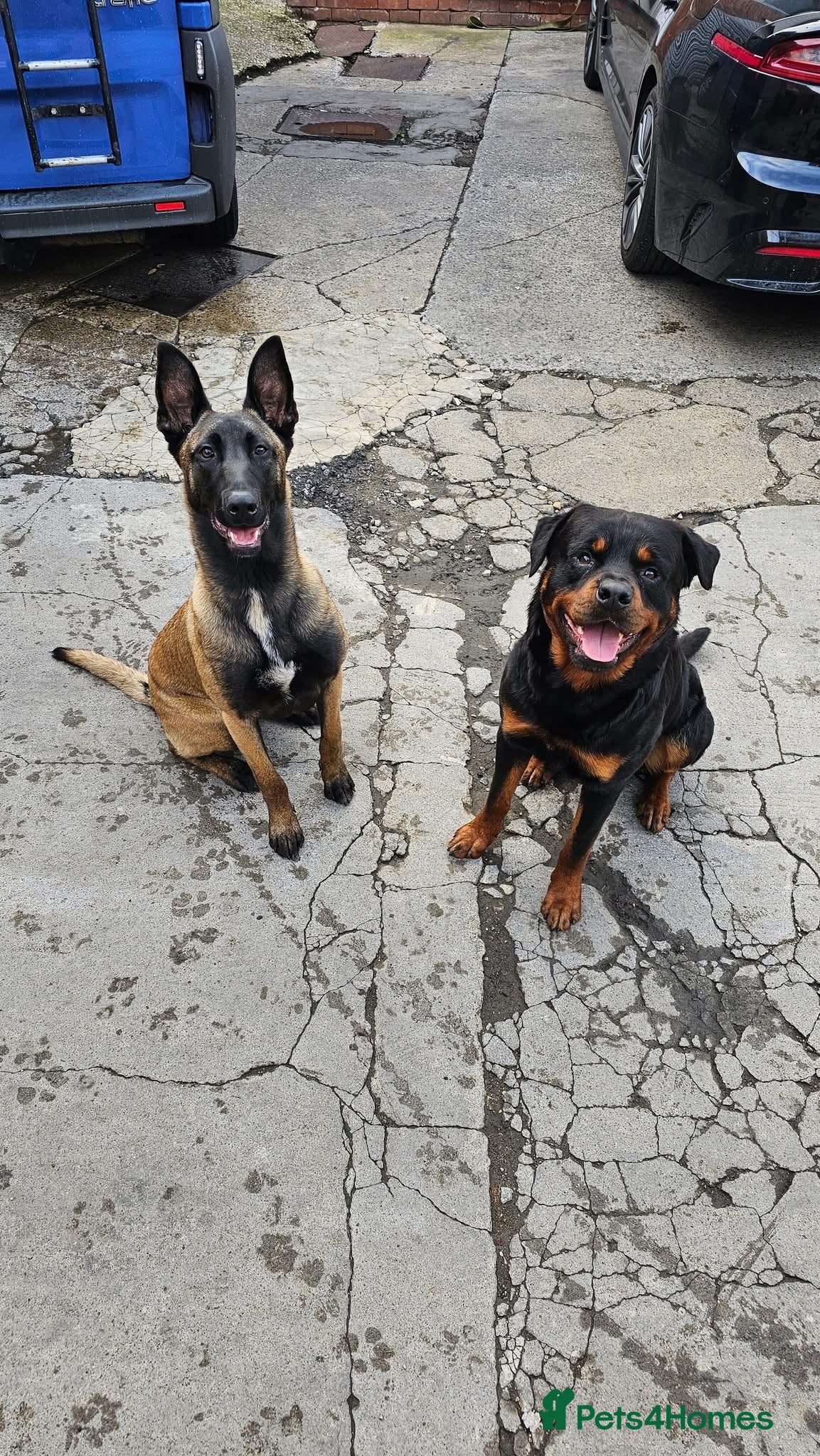 Mixed Breed dogs Rottweiler x belian malinois - Advert 16