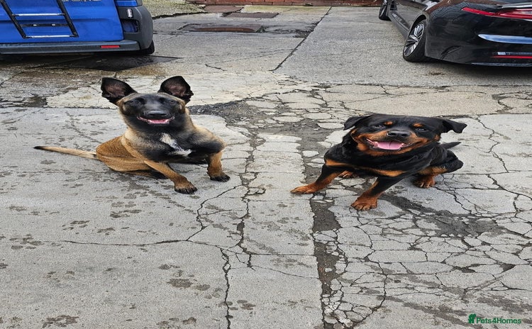 Mixed Breed dogs Rottweiler x belian malinois - Advert 1