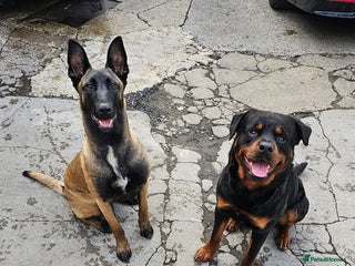 Mixed Breed dogs Rottweiler x belian malinois - Advert 1