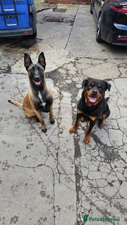 Mixed Breed dogs Rottweiler x belian malinois - Advert 1