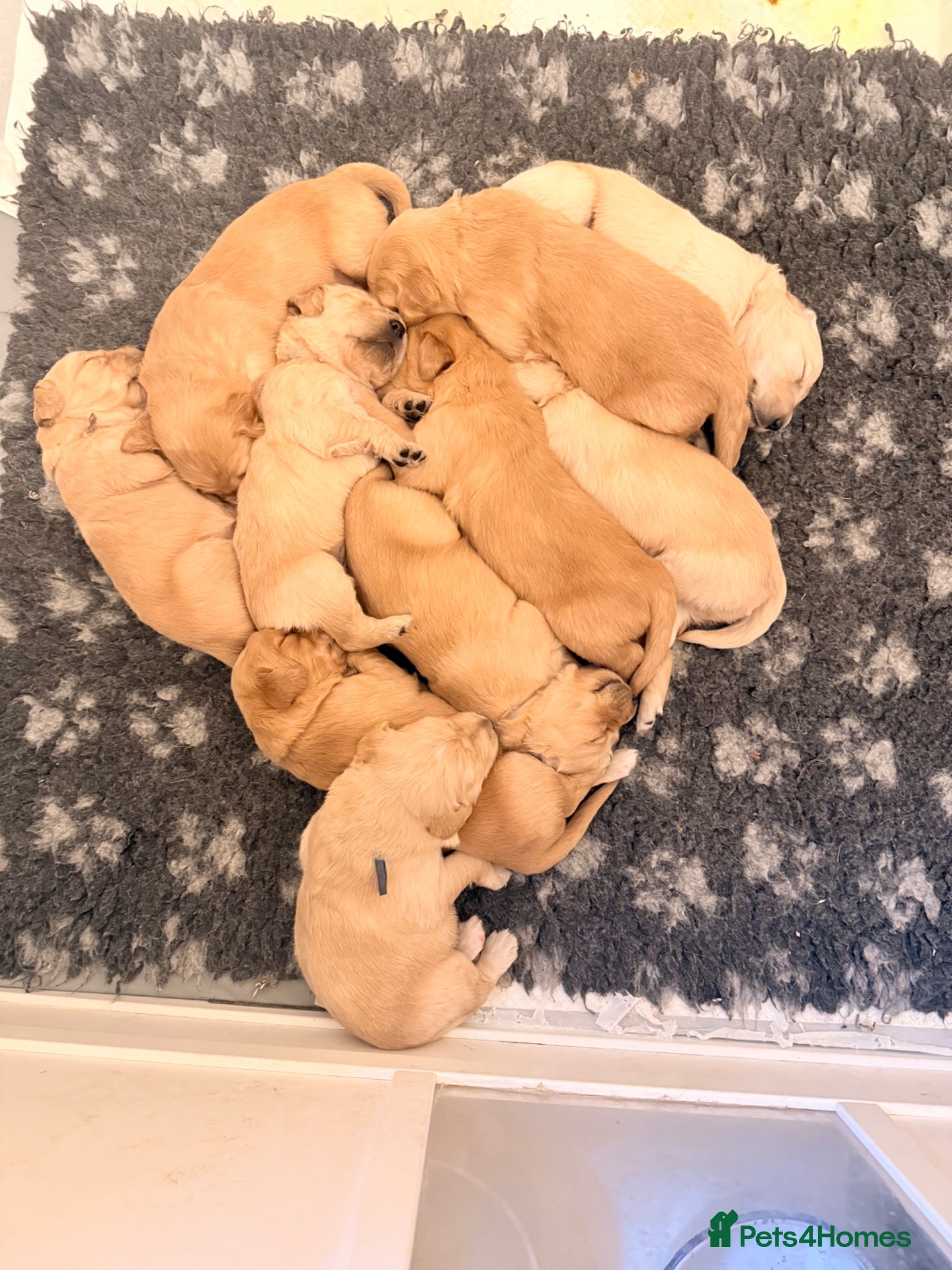 Golden Retriever dogs Beautiful Golden Retriever Puppys - Advert 3