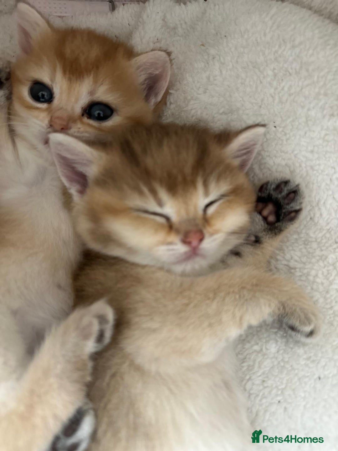 British Shorthair cats for sale: Last British Shorthair Golden kitten GCCF reg - Advert 34