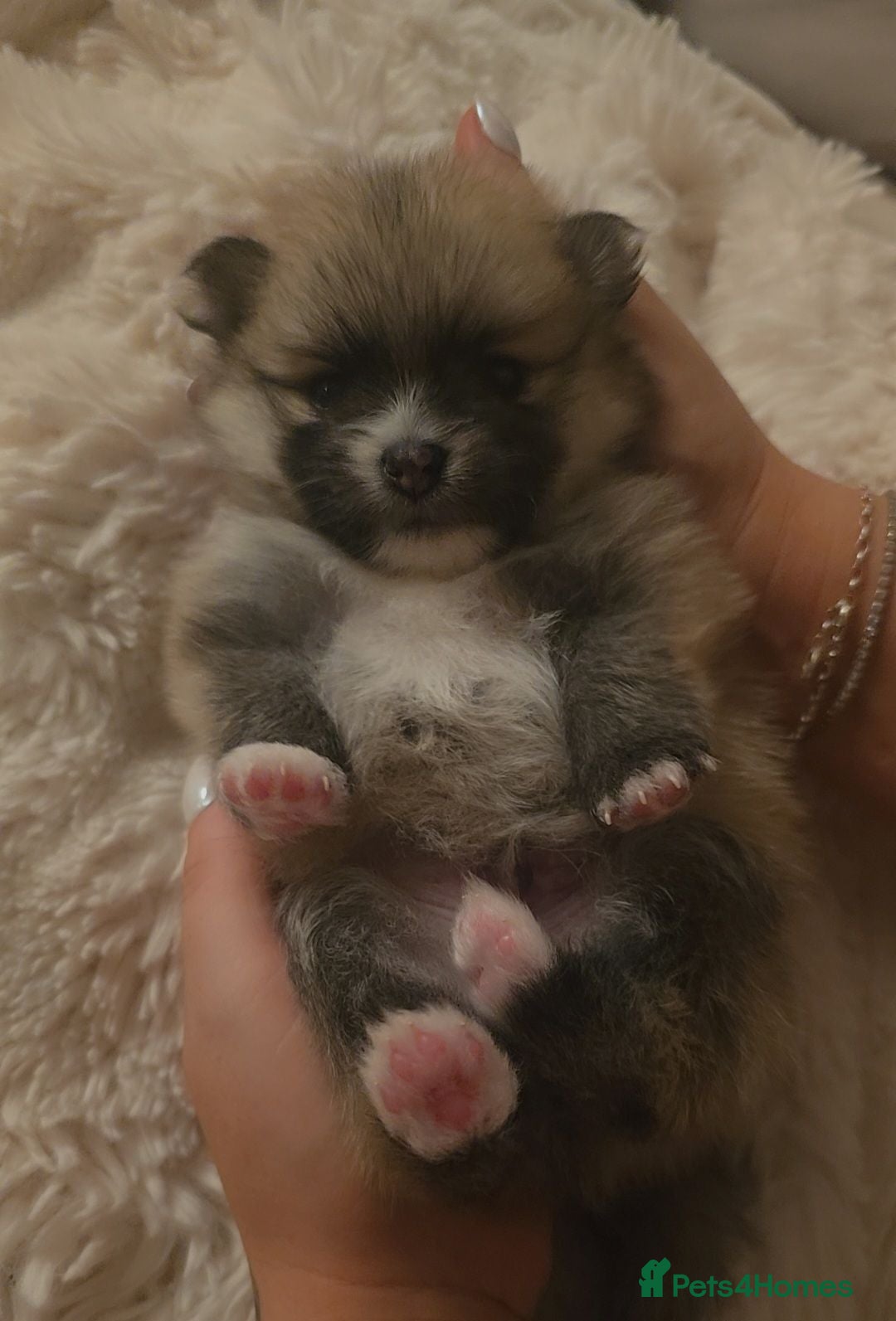 Pomeranian dogs The most perfect posh puddings! 🐾 🐾 🐾 🐾   - Advert 2