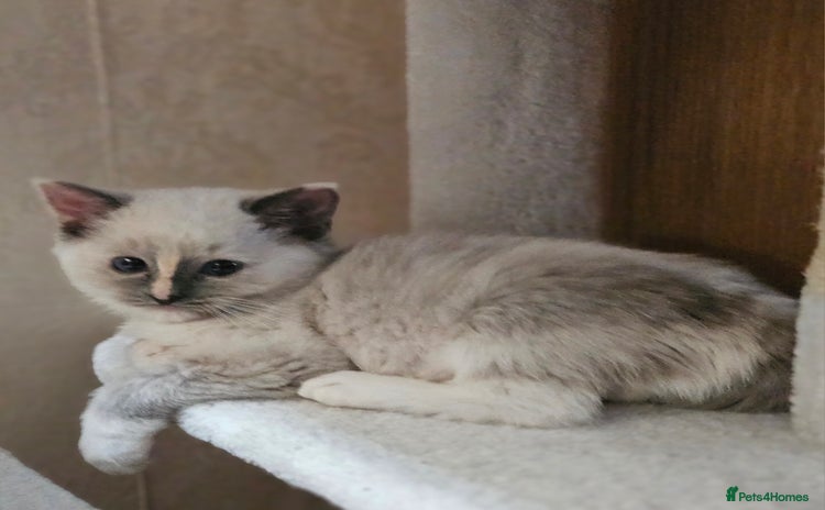 Ragdoll cats Pure Ragdoll Kitten available Now - Advert 4