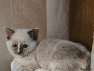 Ragdoll cats Pure Ragdoll Kitten available Now - Advert 8