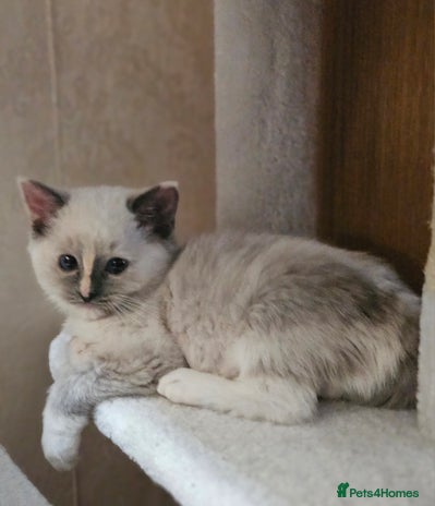 Ragdoll cats Pure Ragdoll Kitten available Now - Advert 4