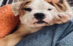 Alapaha Blue Blood Bulldog dogs for sale: Beautiful Alapaha blue bulldogs  - Image 23