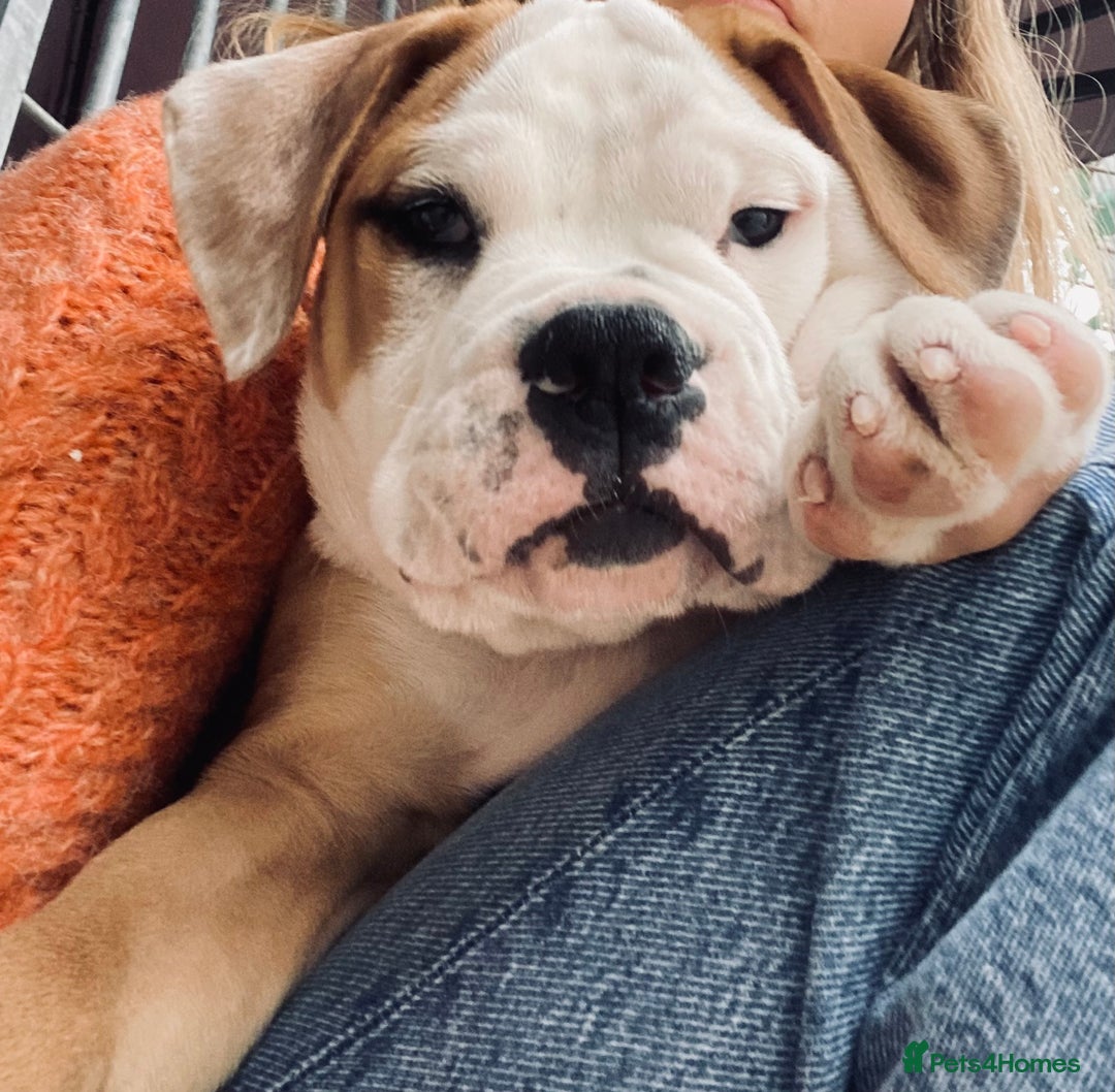 Alapaha Blue Blood Bulldog dogs for sale: Beautiful Alapaha blue bulldogs  - Image 23