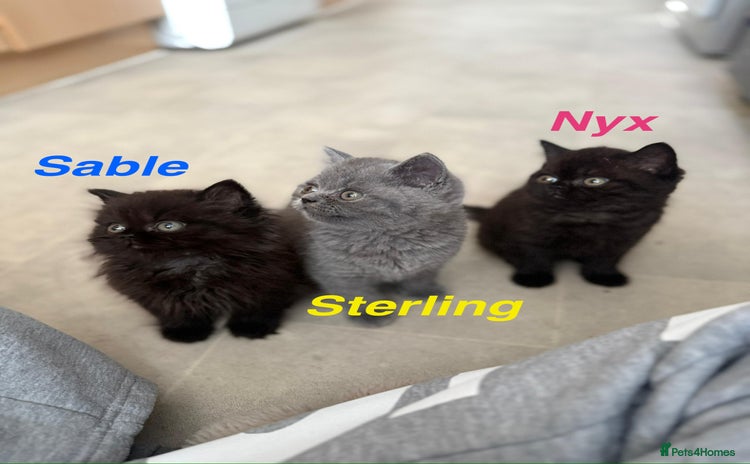 British Shorthair cats - Advert 2