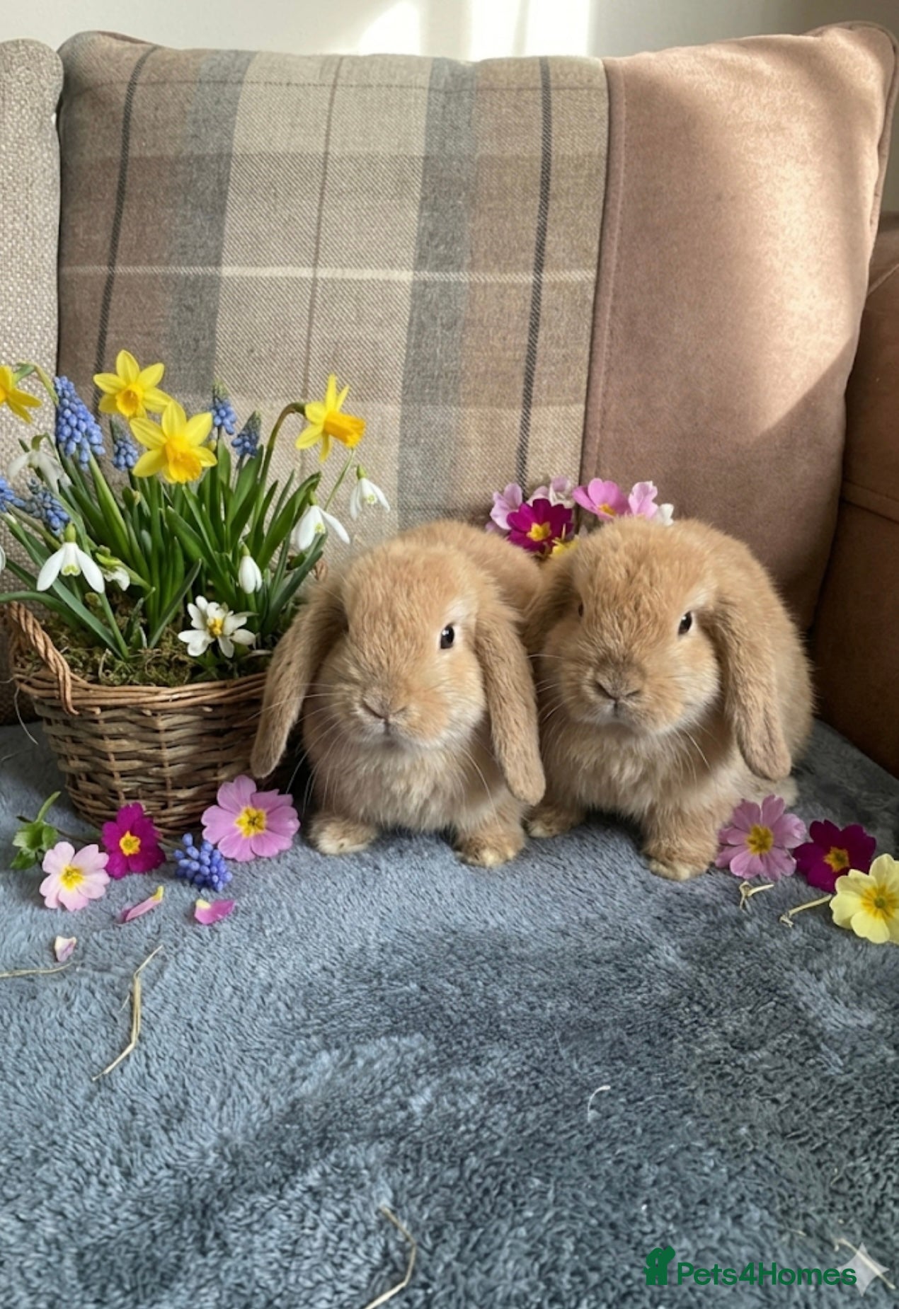 Mini Lop rabbits for sale: Mini lops - Advert 4