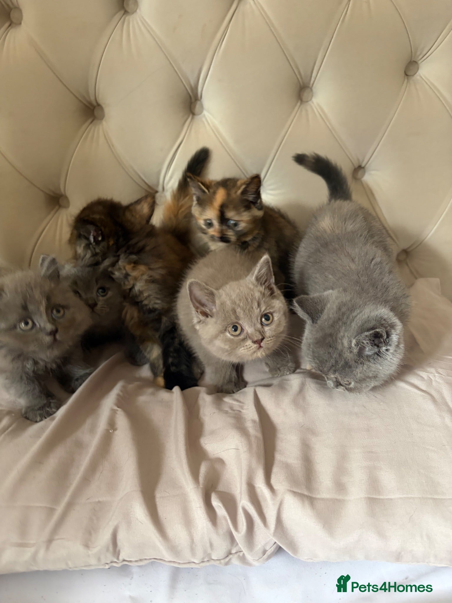 British Shorthair cats Full British blue kittens - Advert 2