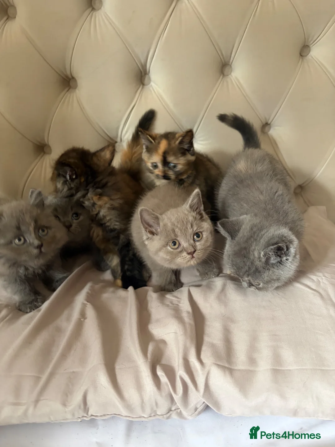 British Shorthair cats for sale: Full British blue kittens - Advert 1