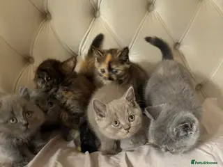 British Shorthair cats Full British blue kittens - Advert 2