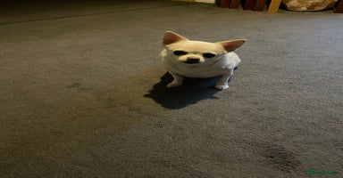 Chihuahua dogs - Advert 8