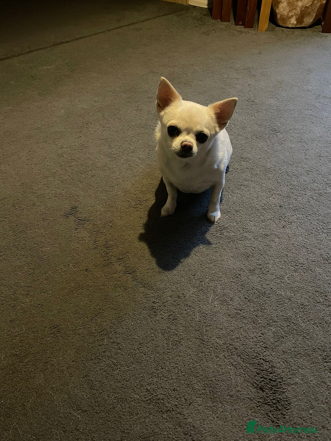 Chihuahua dogs for sale: Chihuahua for sale  - Image 3