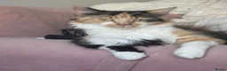 Domestic Shorthair cats for sale: 5 beautiful kittens  in Potters Bar - Advert 1