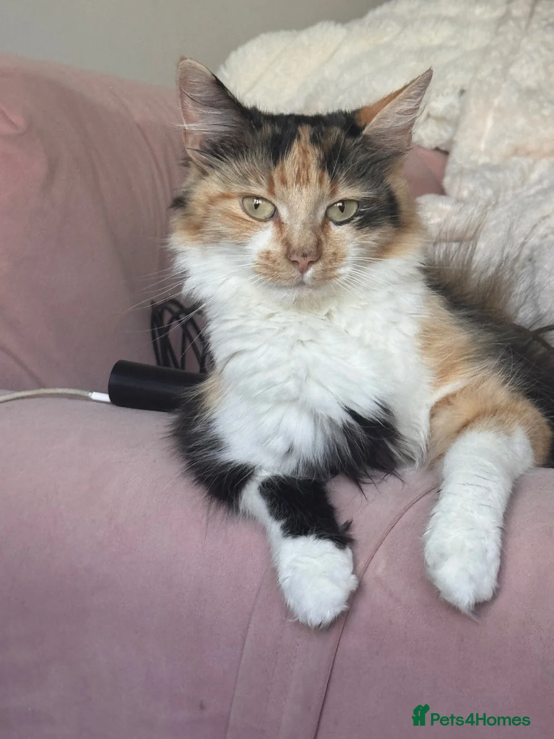 Domestic Shorthair cats for sale: 5 beautiful kittens  in Potters Bar - Advert 1