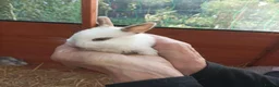 Mixed Breed rabbits for sale: 8  beautiful baby rabbits for sale in Blackburn - Advert 6