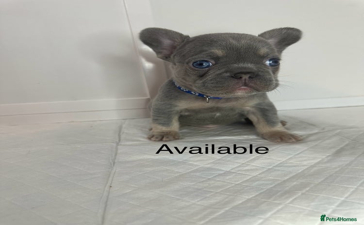 French Bulldog dogs - Advert 8