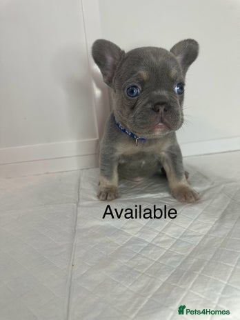 French Bulldog dogs - Advert 8