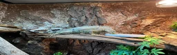 Iguana reptiles for sale: Male Axanthic Iguana  - Advert 11