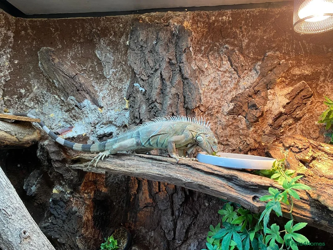 Iguana reptiles for sale: Male Axanthic Iguana  - Advert 11