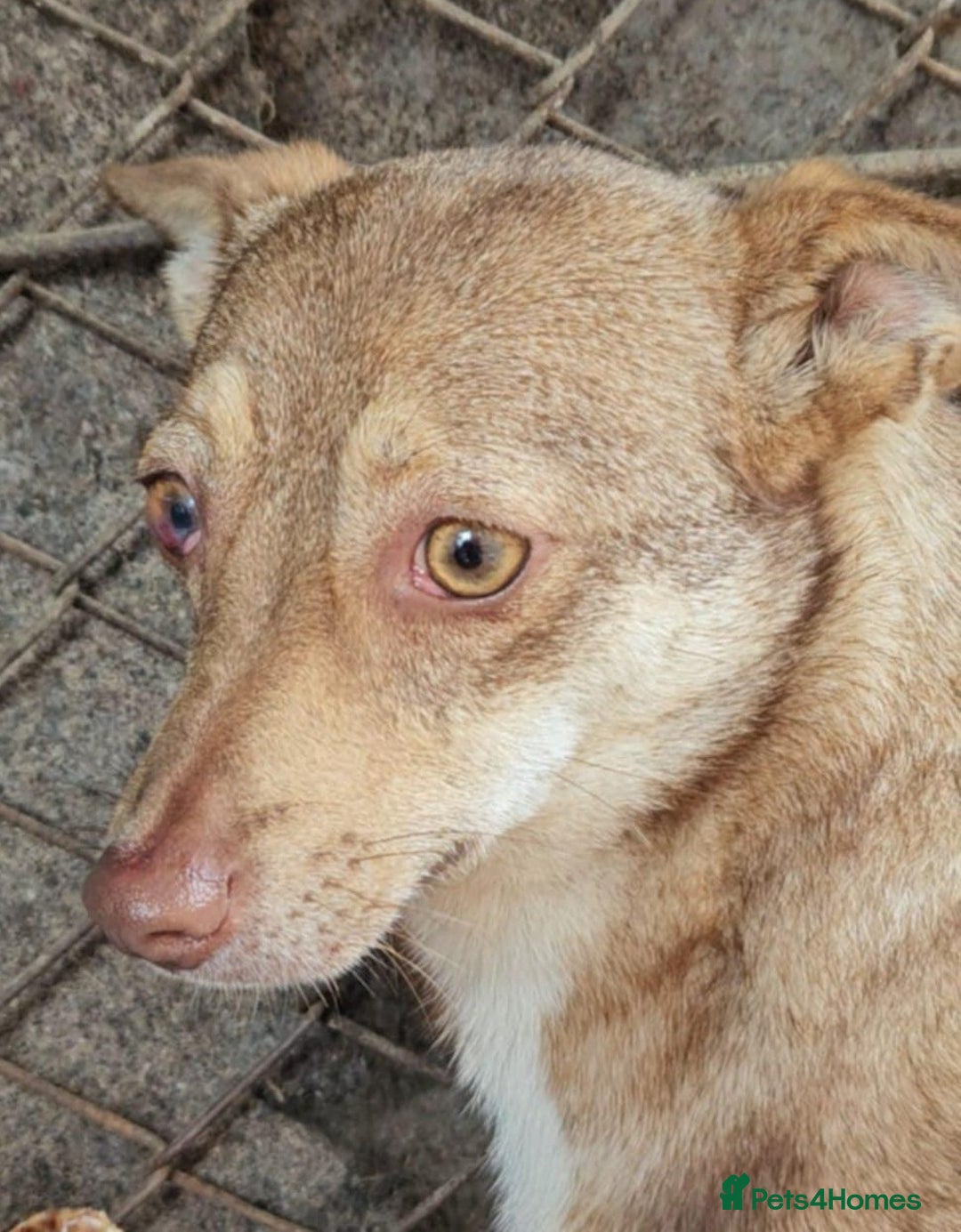 Mixed Breed dogs for adoption: FOXY - a Lovely, shy girl, for a very Loving Home - Advert 4