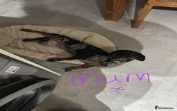 Miniature Dachshund dogs for sale: Stunning Miniture Dachshund pups for sale - Advert 11